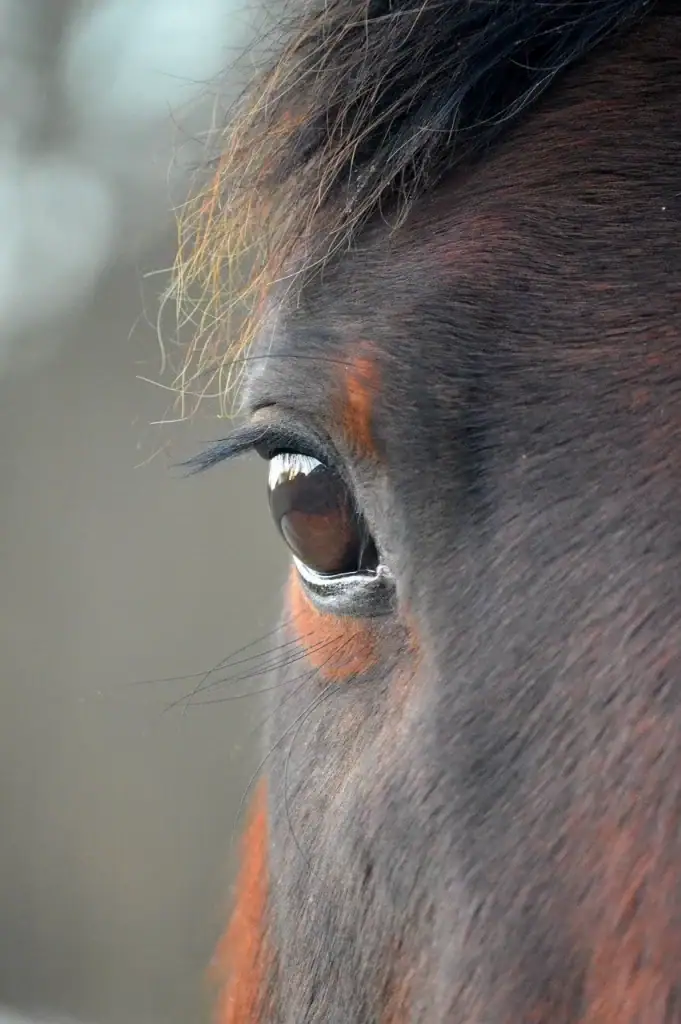 Œil de cheval en gros plan, animal sauvage et majestueux, portrait rapproché à Yverdon.