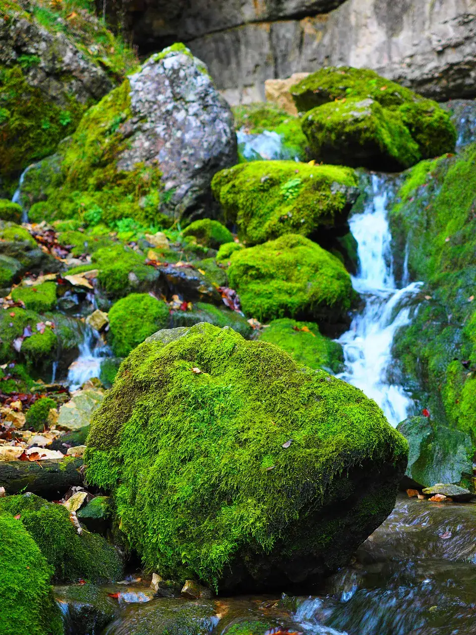 Moss-covered rocks and flowing water in a lush, natural forest stream in Switzerland.